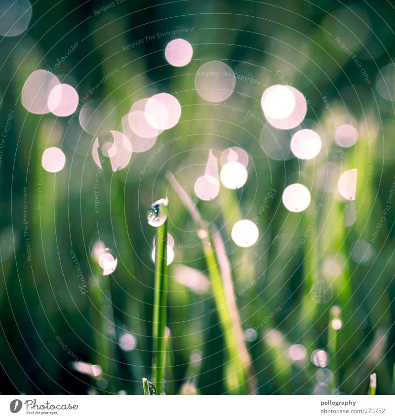 Morning hour has gold in its mouth II Environment Nature Plant Water Drops of water Sun Sunrise Sunset Sunlight Spring Weather Beautiful weather Grass Garden