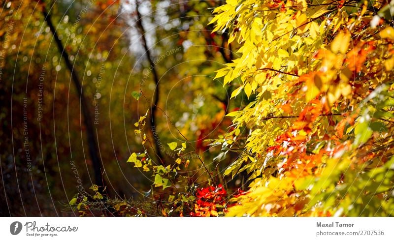 Yellow and Red Autumn leaves Sun Environment Nature Landscape Tree Leaf Park Forest Natural Green background country fall light Poplar rowan Seasons sunny wood