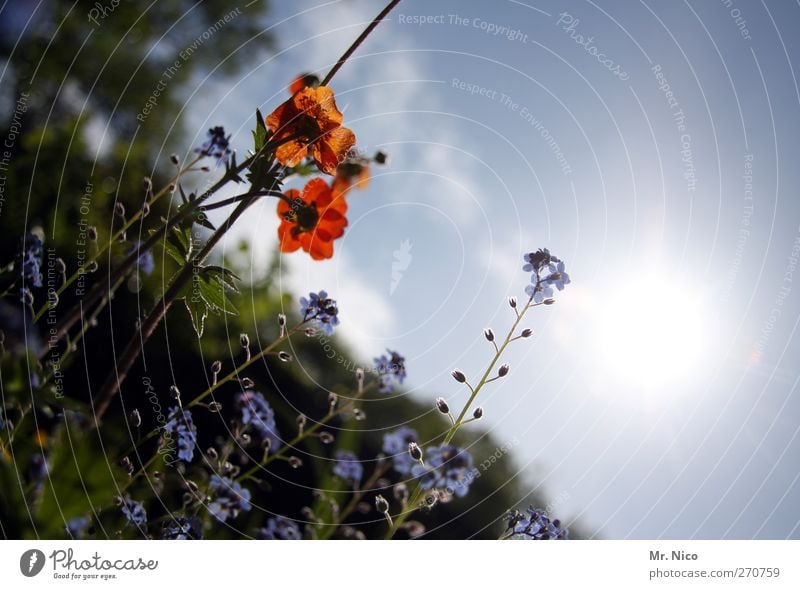 Flower Power II Environment Nature Plant Spring Summer Beautiful weather Blossom Wild plant Garden Park Meadow Blossoming Fragrance Spring fever Forget-me-not