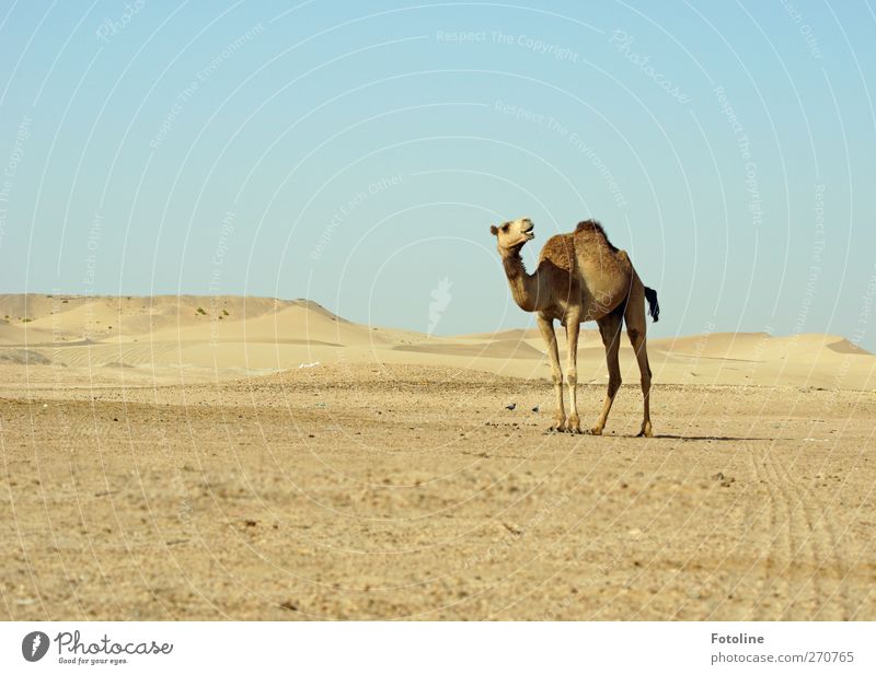 Um... what now???? Environment Nature Landscape Animal Sky Cloudless sky Warmth Desert Farm animal Pelt 1 Hot Bright Natural Dromedary Tracks Colour photo