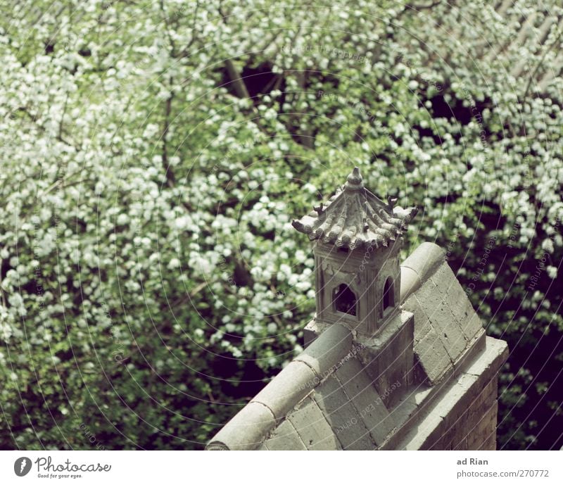 spring awakening Nature Spring Beautiful weather Plant Tree Leaf Blossom Cherry blossom Cherry tree Park Forest China Small Town Skyline