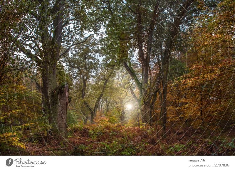 Forest in autumn Environment Nature Landscape Plant Animal Earth Sky Sun Sunrise Sunset Sunlight Summer Autumn Climate Beautiful weather Tree Grass Bushes Fern