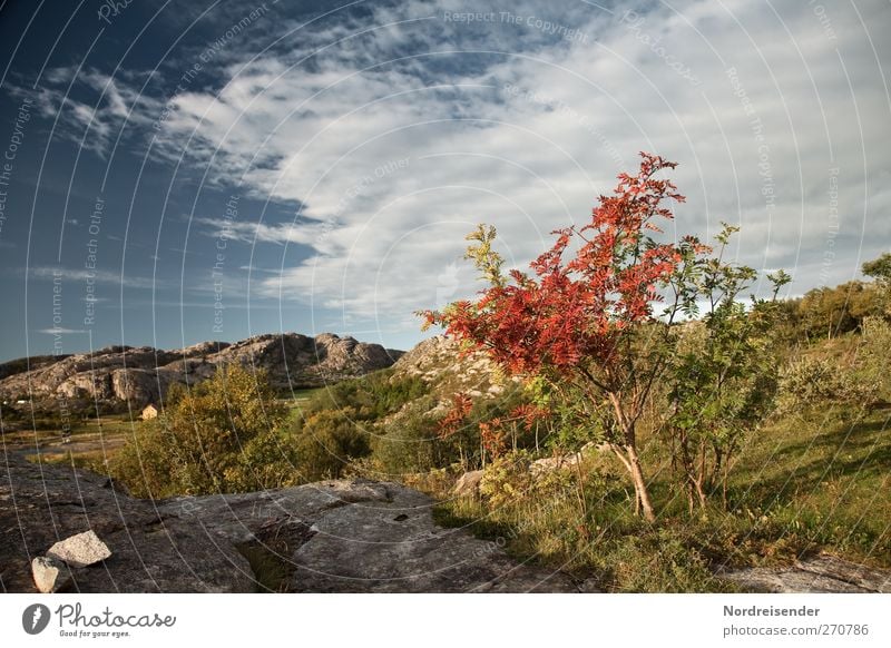 Indian buzzer Vacation & Travel Freedom Mountain Nature Landscape Plant Sky Clouds Summer Autumn Climate Beautiful weather Tree Rock Fishing village Loneliness