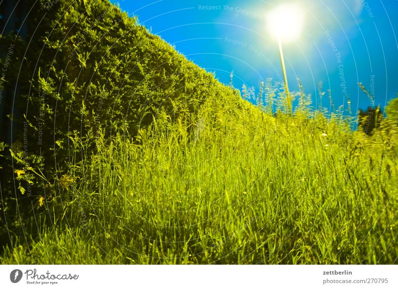 In the evening in the garden Summer Garden Environment Nature Landscape Plant Weather Storm Thunder and lightning Leaf Foliage plant Meadow Good early Sky