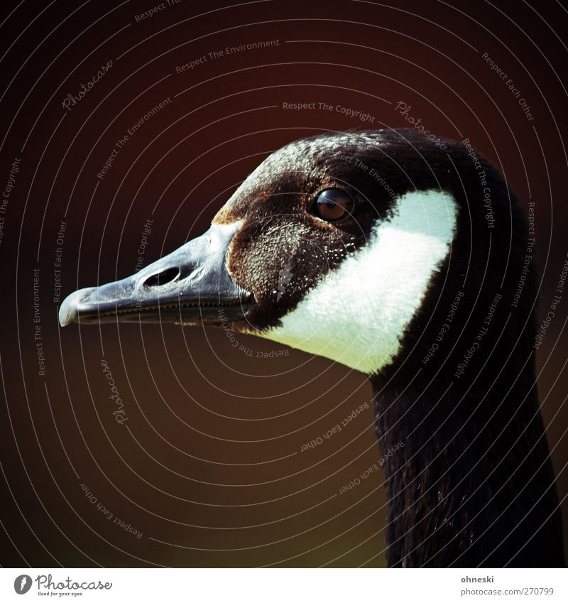 Goose alone Nature Animal Wild animal Bird 1 Looking Colour photo Exterior shot Copy Space top Sunlight Animal portrait