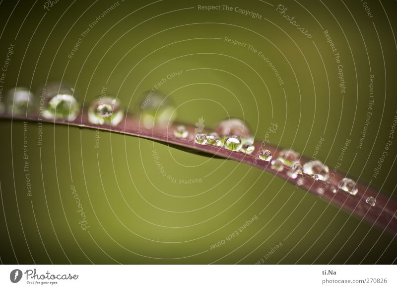 Glasperlenspiel Water Drops of water Spring Summer Plant Grass Fresh Healthy Small Yellow Green Colour photo Macro (Extreme close-up) Deserted Copy Space top