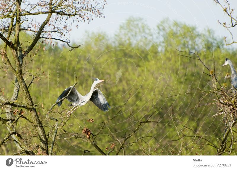 I'll fly to you, my darling! Environment Nature Plant Animal Spring Tree Branch Wild animal Bird Heron Grey heron 2 Pair of animals Rutting season Movement