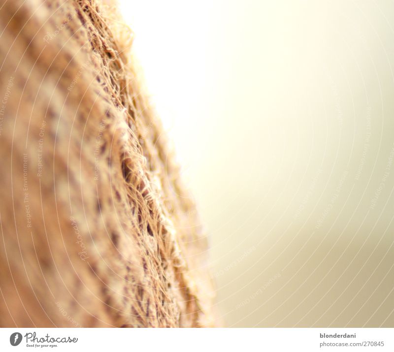 structure Nature Summer Plant Brown Gray Calm Loneliness Mysterious Far-off places Palm frond Coconut palm Macro (Extreme close-up) Bast Colour photo