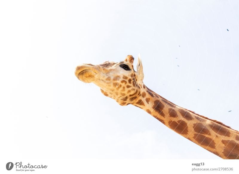 Cute giraffe under the blue sky Exotic Beautiful Face Vacation & Travel Tourism Safari Zoo Environment Nature Landscape Animal Sky Virgin forest Wild animal