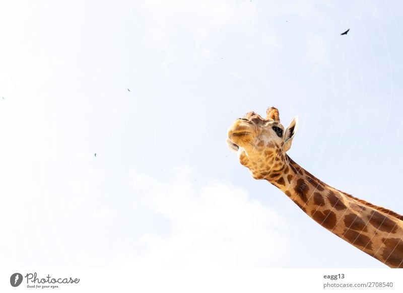 Cute giraffe under the blue sky Exotic Beautiful Face Vacation & Travel Tourism Safari Zoo Environment Nature Landscape Animal Sky Virgin forest Wild animal