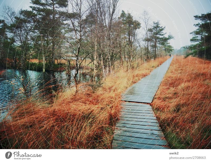 Wooden skirmish Human being 2 Environment Nature Landscape Plant Elements Water Autumn Bad weather Rain Tree Grass Bushes Bog Marsh Pond Lanes & trails