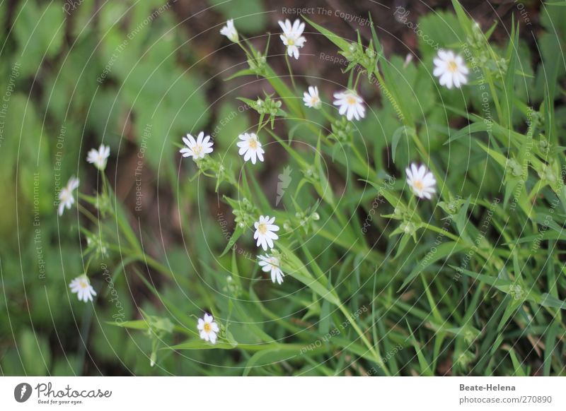 windswept Garden Blossoming Growth Beautiful Small Yellow Green White Power Purity Modest pygmy daisies uncontrolled growth Flowering plant Bud Colour photo