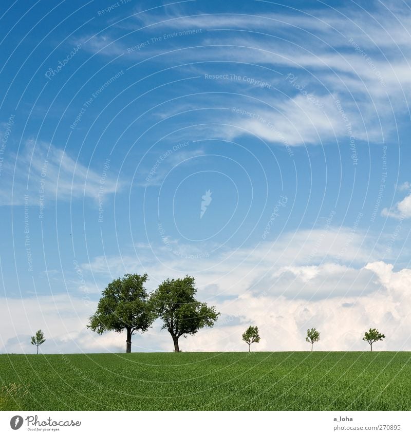 Life is beautiful Environment Nature Landscape Sky Clouds Horizon Spring Beautiful weather Tree Grass Field Old Large Small Natural Blue Green Far-off places