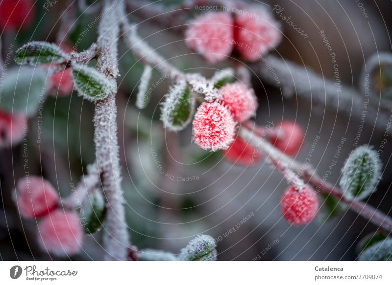 A little frost lies on the red berries of the dwarf medlar Nature Plant Winter Ice Frost Bushes Leaf Pygmy Medlar Twig Berry bushes Berries Garden Park Hang