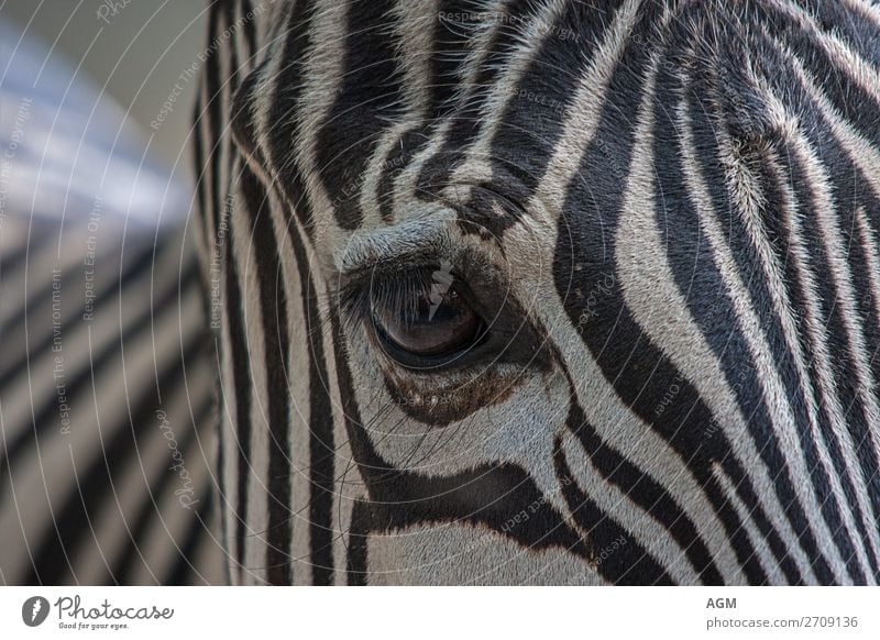 Zebra close-up eye Animal Pelt Horse Zoo 1 Esthetic Bright Beautiful Black White Striped stripe pattern Depth of field Eyelash Swirl Zebra crossing