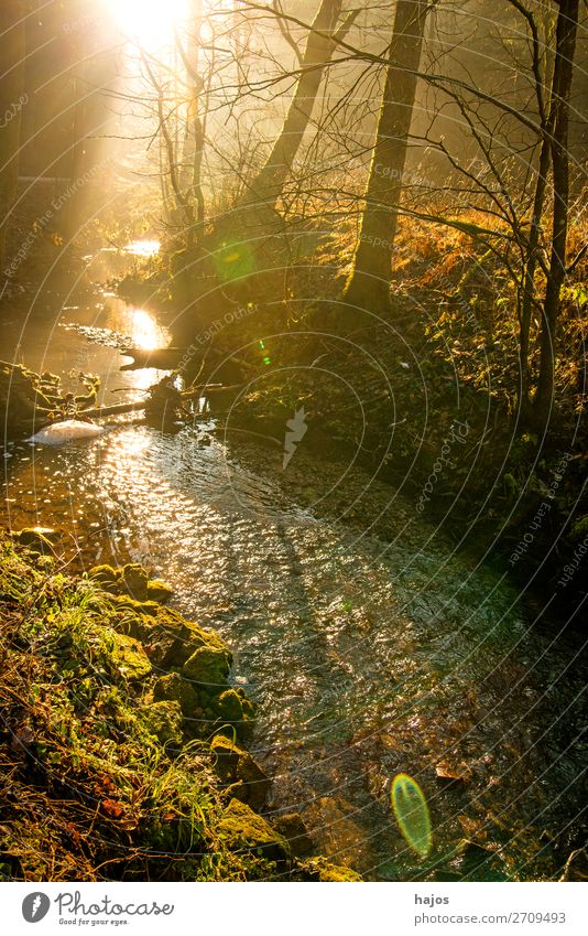 Sunbeams in the forest on a brook Relaxation Winter Nature Warmth Tree Forest Brook Bright Soft Idyll solar phenomenon Light (Natural Phenomenon) spot Whale bac