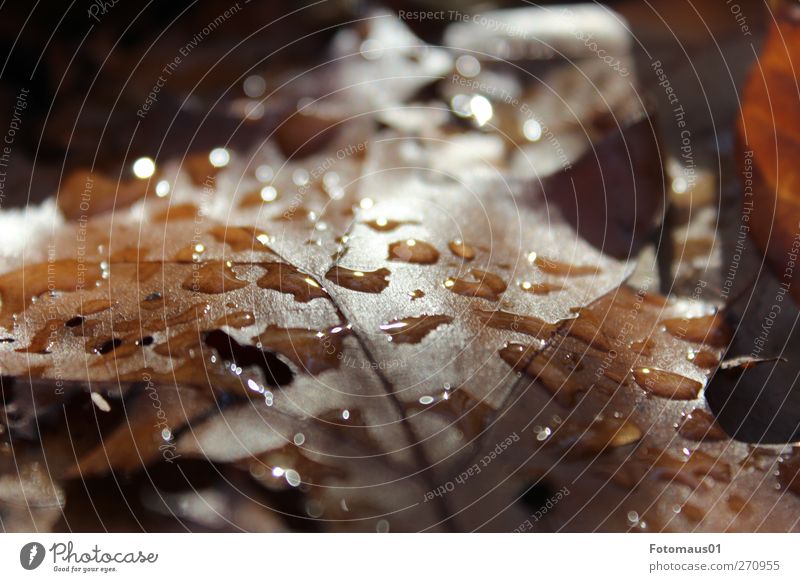 autumn leaf Nature Landscape Earth Sunlight Autumn Leaf Brown Moody Sadness Grief Automn wood Colour photo Subdued colour Exterior shot Close-up Detail Deserted