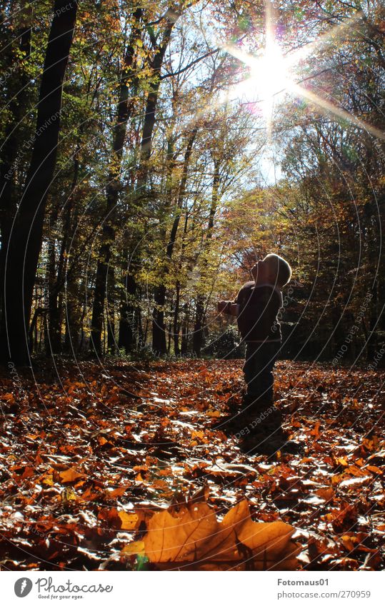 Julian against the light Human being Masculine Toddler Boy (child) 1 1 - 3 years Nature Sunlight Autumn Beautiful weather Forest Observe Discover Emotions