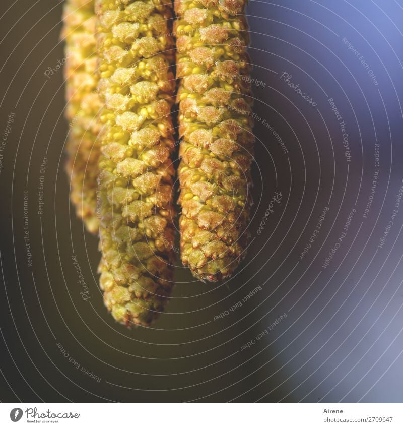 Let's go now! Plant Bushes Hazelnut leaf Pollen Blossoming Hang Growth Wait Yellow Gold Orange Spring fever Allergy Pollination Hay fever Colour photo Close-up