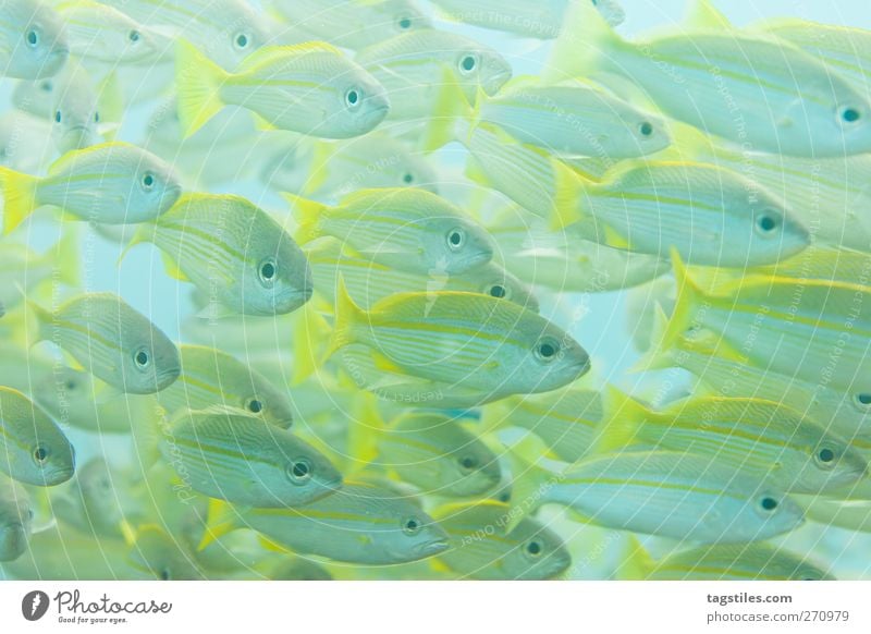 FISH GANGWAY Fish Shoal of fish Flock Mackerel blue stripe mackerel Ocean Dive Seychelles Vacation & Travel Travel photography Underwater photo Colour photo