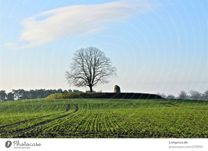 Tree 2 Environment Nature Landscape Plant Earth Sky Clouds Beautiful weather Field Friendliness Happiness Natural Blue Gray Green White Meadow Agriculture