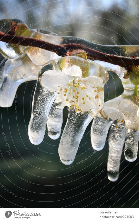 ice bloom Nature Spring Ice Frost Plant Tree Blossom Garden Park Blossoming Beautiful White Protection Weather protection Fruit trees frost protection Branch