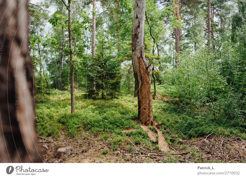 Forest - Breakfast Environment Nature Plant Tree Bushes Fern Wild plant Breathe Sharp-edged Simple Uniqueness Brown Green Power Protection Responsibility