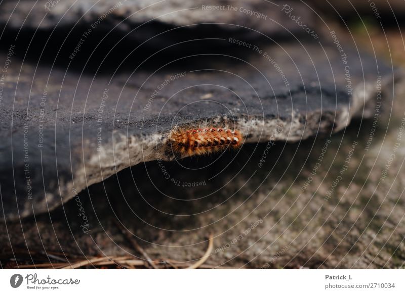 lone fighters Nature Animal Earth Crawl Exotic Small Brown Red Serene Patient Calm Indifferent Adventure Loneliness Uniqueness Discover Relaxation Hope Life