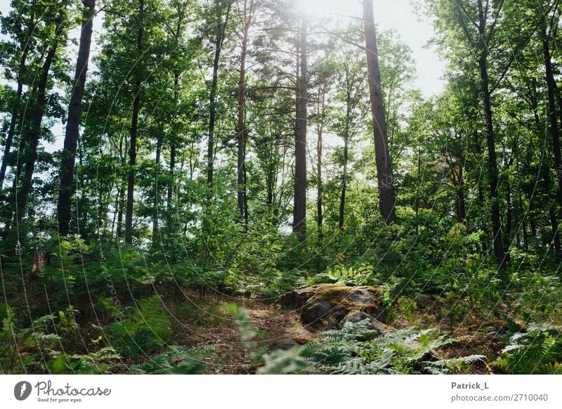 forest town Nature Summer Climate Plant Tree Grass Bushes Fern Wild plant Forest Hang Elegant Gigantic Beautiful Uniqueness Natural Green Euphoria Power Brave