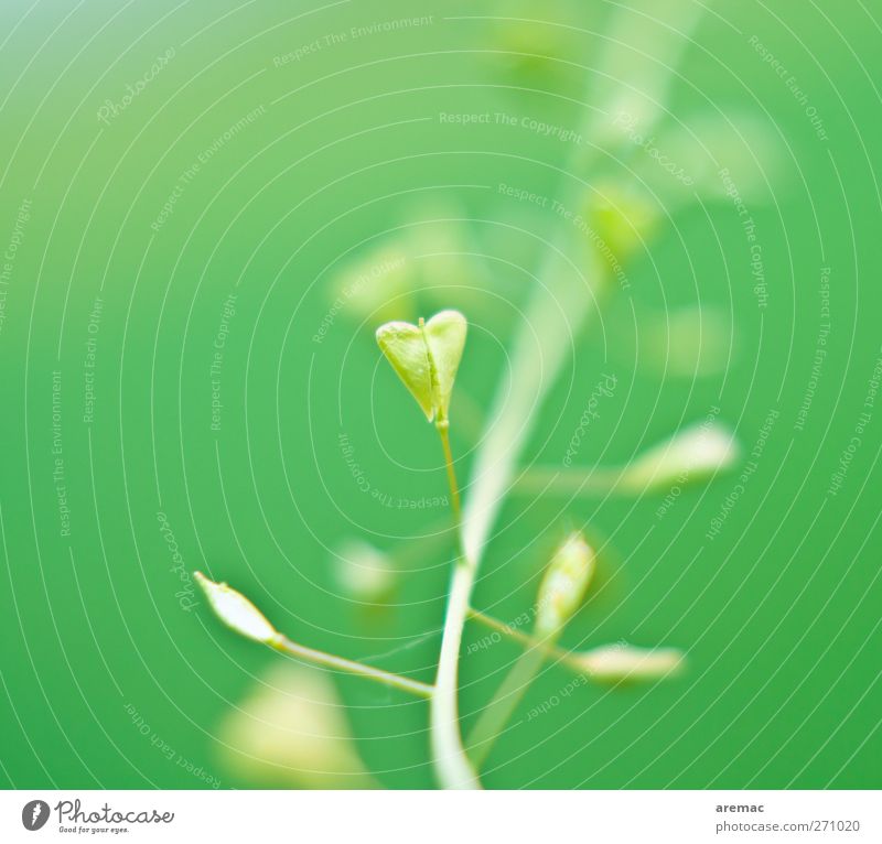 Heartfelt Nature Plant Grass Wild plant Green Love Heart-shaped Leaf shepherd's tablet Colour photo Multicoloured Exterior shot Macro (Extreme close-up) Day