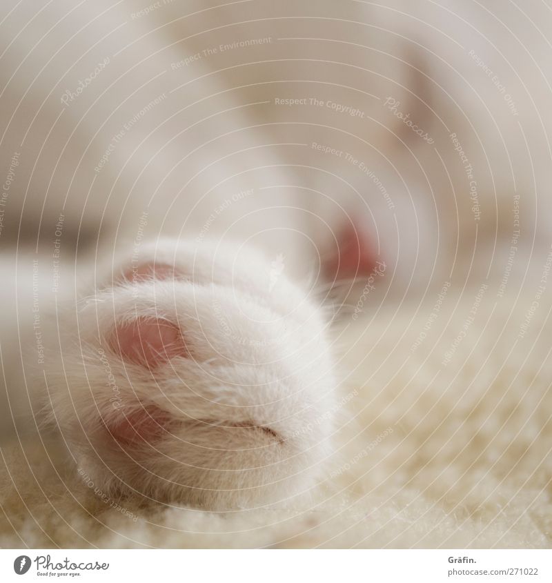 sleeping beauty Pet Cat Paw 1 Animal Lie Sleep Cute Soft White Peaceful Calm Contentment Pelt Colour photo Interior shot Copy Space top Blur