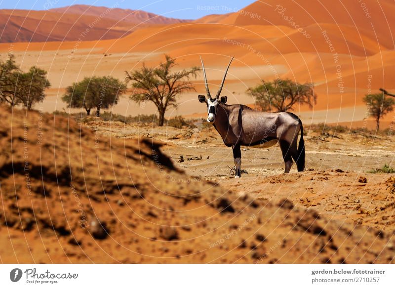 vast country Namibia Plant Animal Earth Sand Sky Summer Tree Wild plant Hill Desert Wild animal 1 Observe Movement Relaxation Large Infinity Blue Brown Yellow