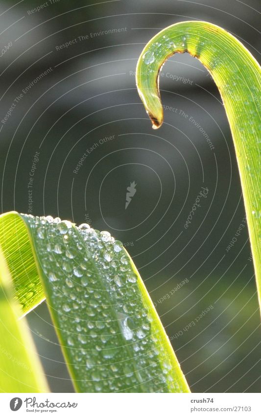 raindrops in the green Brook Green Drops of water Rain Plant Nature Water Macro (Extreme close-up) Detail