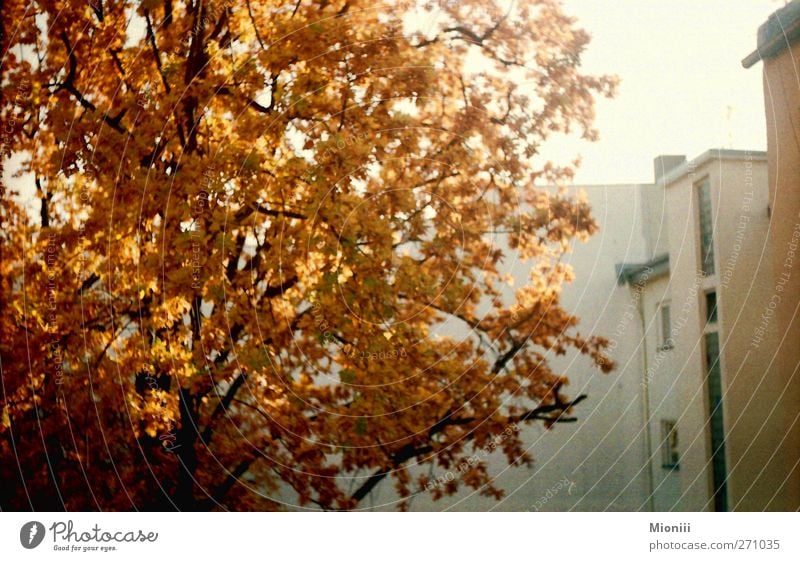 autumn orange Autumn Beautiful weather Tree Berlin Wall (barrier) Wall (building) Backyard Orange Environment Town Colour photo Exterior shot Deserted Day