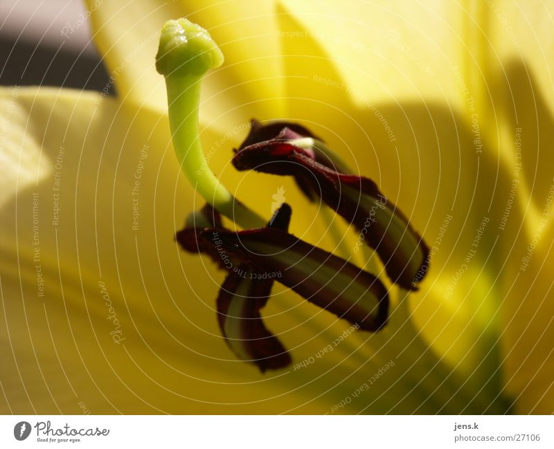 blossom Flower Blossom Yellow Detail