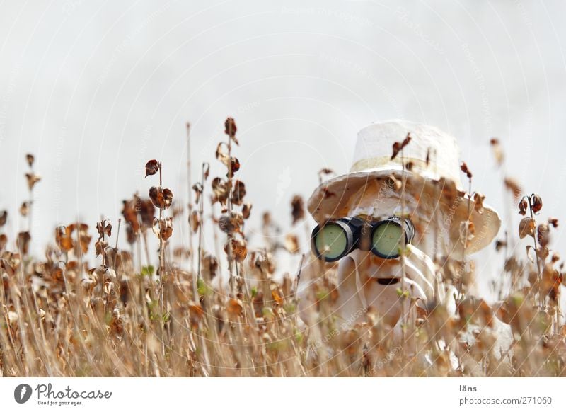 Hiddensee l observe l spy Human being Masculine Head 1 Binoculars Observe Curiosity Mistrust Discover Hedge Hat Cover Hide Colour photo Exterior shot