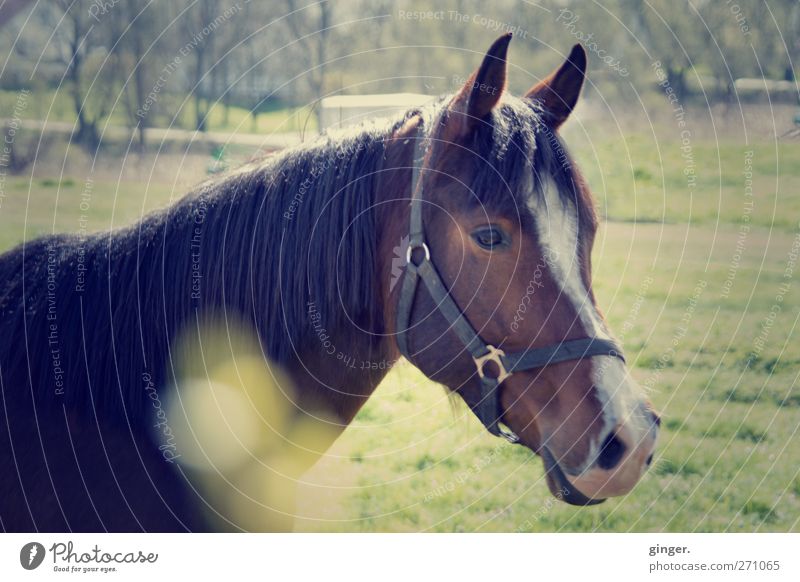 Hiddensee. That's the way to get there. Animal Farm animal Horse 1 Friendliness Brown Pasture Crockery Ear Communicative Logistics Vintage Colour photo