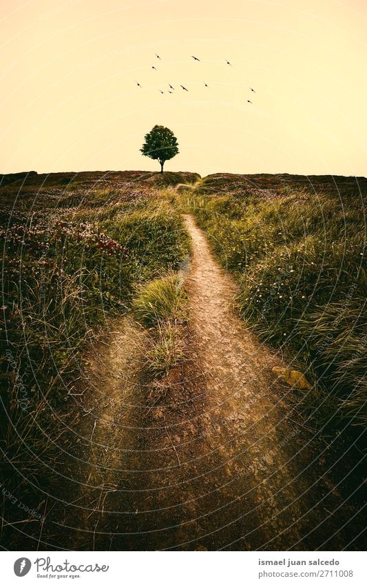 path and tree in the meadow in the nature Tree Green Forest Mountain Nature Landscape Exterior shot Vacation & Travel Places Destination Autumn fall background