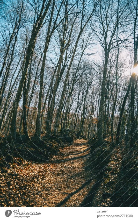 A path in an autumnal forest during the afternoon Adventure Sun Hiking Nature Landscape Autumn Tree Leaf Forest Lanes & trails Serene way walkthrough Corridor