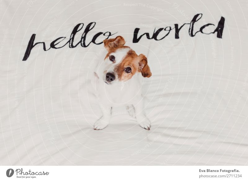 cute small dog lying white sheet with hello world message Elegant Joy Face Relaxation House (Residential Structure) Office Animal Earth Accessory Pet Dog Love