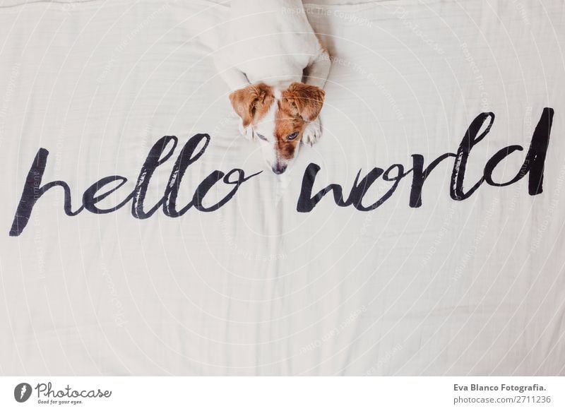 cute small dog lying white sheet with hello world message Elegant Joy Face Relaxation House (Residential Structure) Office Animal Earth Accessory Pet Dog Love