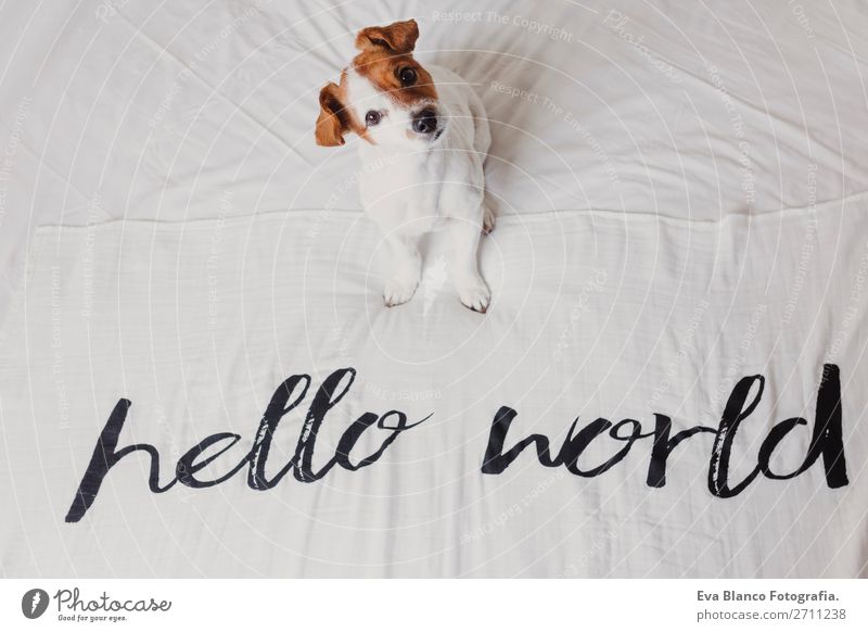 cute small dog lying white sheet with hello world message Elegant Joy Face Relaxation House (Residential Structure) Office Animal Earth Accessory Pet Dog Love