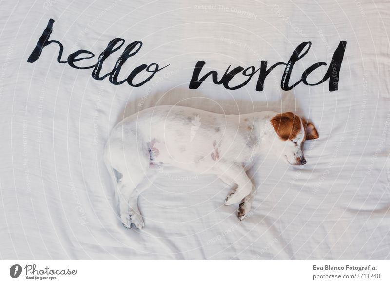 cute small dog lying white sheet with hello world message Elegant Joy Face Relaxation House (Residential Structure) Office Animal Earth Accessory Pet Dog Love