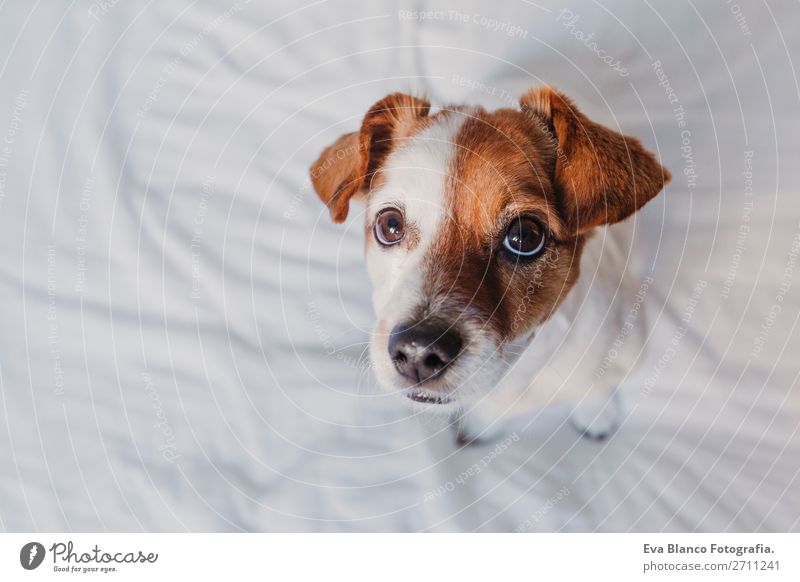 close up portrait of a cute small dog sitting on bed Elegant Joy Face Relaxation House (Residential Structure) Office Animal Earth Accessory Pet Dog Love Sleep