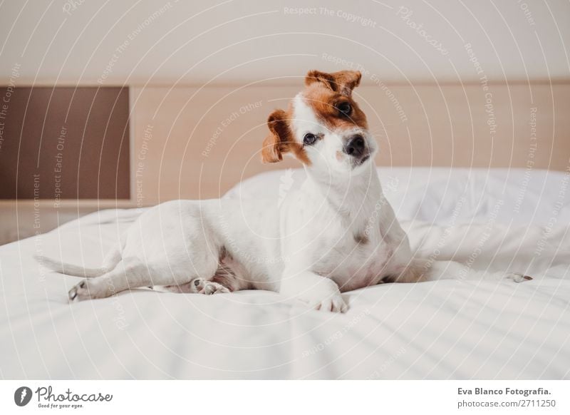 cute small dog lying on bed. Pets indoors. Relax concept Elegant Joy Face Relaxation House (Residential Structure) Office Animal Accessory Dog Love Sleep Small