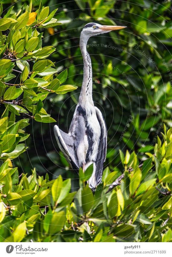 At observation posts Vacation & Travel Tourism Trip Adventure Far-off places Freedom Safari Expedition Environment Nature Plant Bushes Coast Lakeside River bank