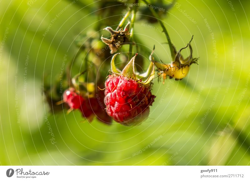 raspberry Environment Nature Plant Animal Sun Sunlight Spring Summer Beautiful weather Grass Bushes Leaf Blossom Garden Park Blossoming Fragrance Glittering