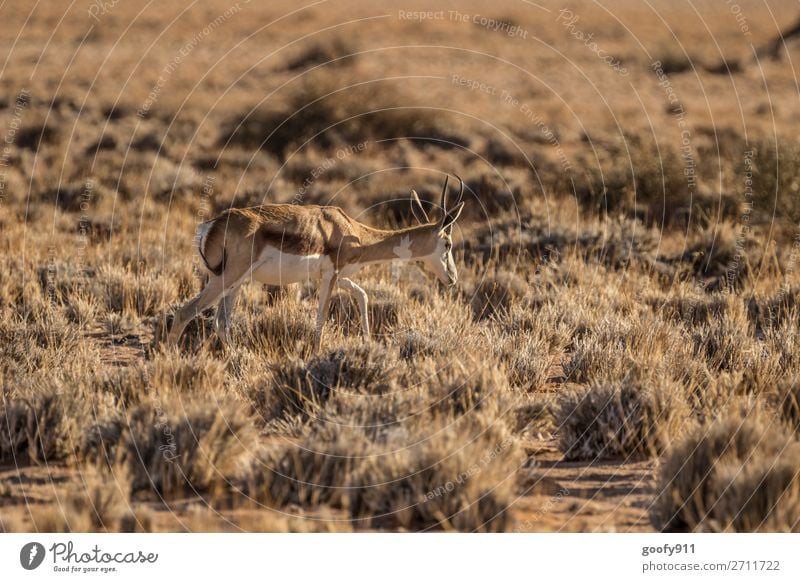 springbok Vacation & Travel Tourism Trip Adventure Far-off places Freedom Safari Expedition Environment Nature Landscape Warmth Drought Bushes Desert