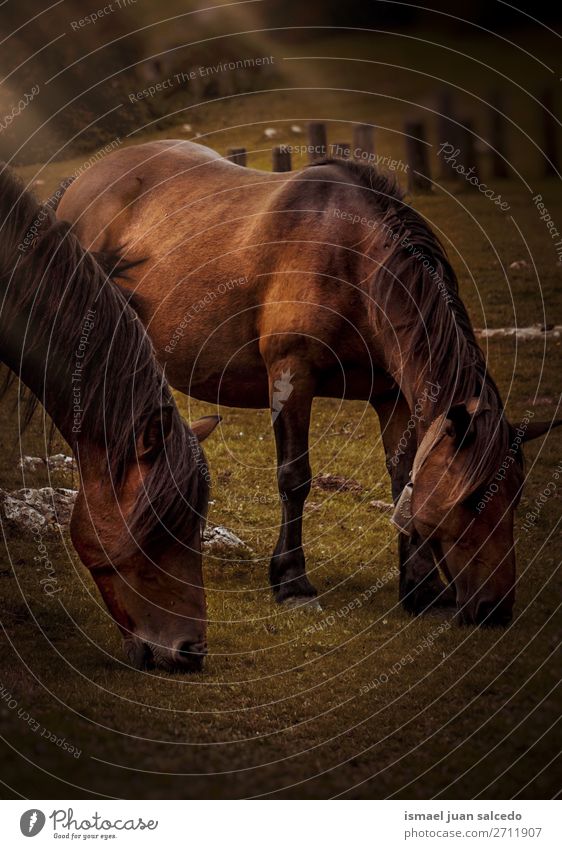 beautiful brown horses in the mountain in the nature Horse Brown Portrait photograph Animal Wild head eyes ears hair Nature Cute Beauty Photography Elegant