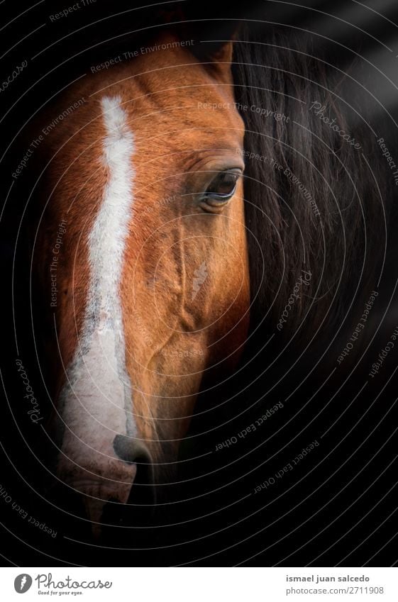 elegant brown horse portrait in the nature Horse Brown Portrait photograph Animal Wild head eyes ears hair Nature Cute Beauty Photography Elegant wild life